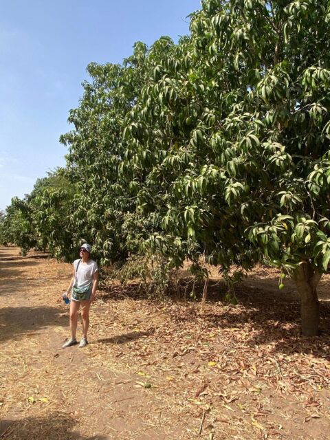 Comme à chaque séjour à Nianing, les adhérents rencontrent NDebe et vont aider au champ. Alice et Emmanuelle ont aidé au désherbage autour des gombos. Les tomates, oignons et mangues seront bientôt ramassés 🥭